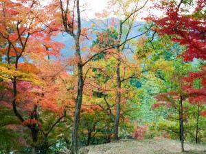 2015最上山公園　もみじ山の紅葉状況