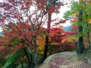 2015最上山公園　もみじ山の紅葉状況