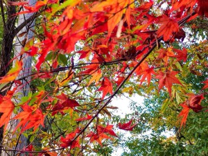 2015最上山公園　もみじ山の紅葉状況　贈物広場セノヲ山崎店