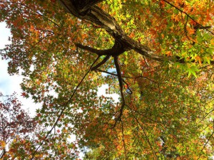 2015最上山公園　もみじ山の紅葉状況　贈物広場セノヲ山崎店