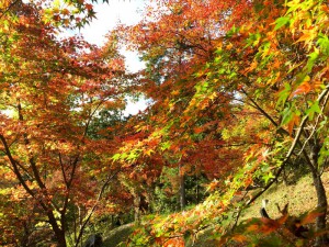 2015最上山公園　もみじ山の紅葉状況　贈物広場セノヲ山崎店