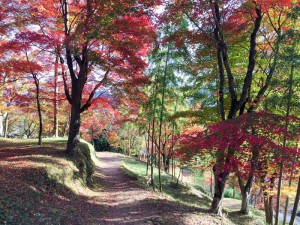 2015最上山公園　もみじ山の紅葉状況　贈物広場セノヲ山崎店