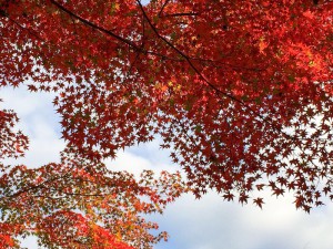 2015最上山公園　もみじ山の紅葉状況　贈物広場セノヲ山崎店