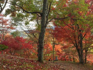 2015最上山公園　もみじ山の紅葉状況　贈物広場セノヲ山崎店