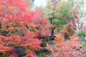 2015最上山公園　もみじ山の紅葉状況