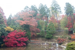 2015最上山公園　もみじ山の紅葉状況