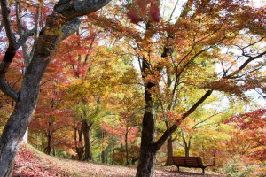 2015最上山公園　もみじ山の紅葉状況　贈物広場セノヲ山崎店