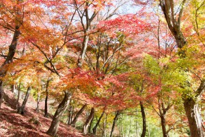 2015最上山公園　もみじ山の紅葉状況　贈物広場セノヲ山崎店