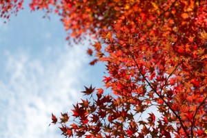 2015最上山公園　もみじ山の紅葉状況　贈物広場セノヲ山崎店