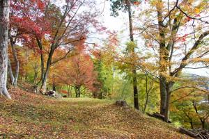 2015最上山公園　もみじ山の紅葉状況　贈物広場セノヲ山崎店