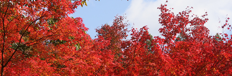 2015最上山公園　もみじ山の紅葉状況